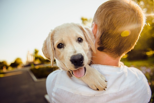 servicios exequiales mascota